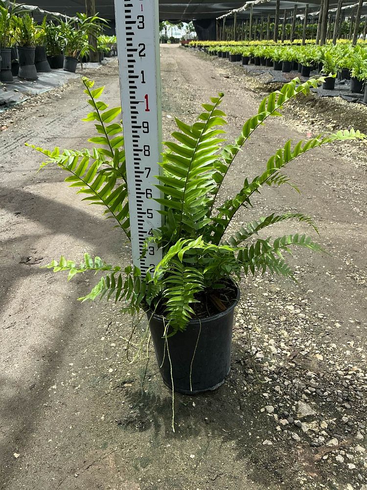 nephrolepis-biserrata-macho-giant-sword-fern-macho-fern