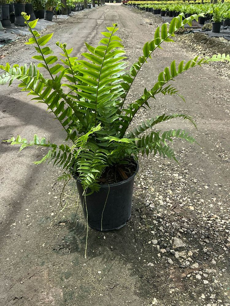 nephrolepis-biserrata-macho-giant-sword-fern-macho-fern
