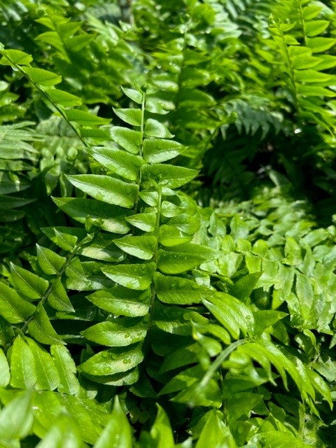 nephrolepis-biserrata-macho-giant-sword-fern-macho-fern