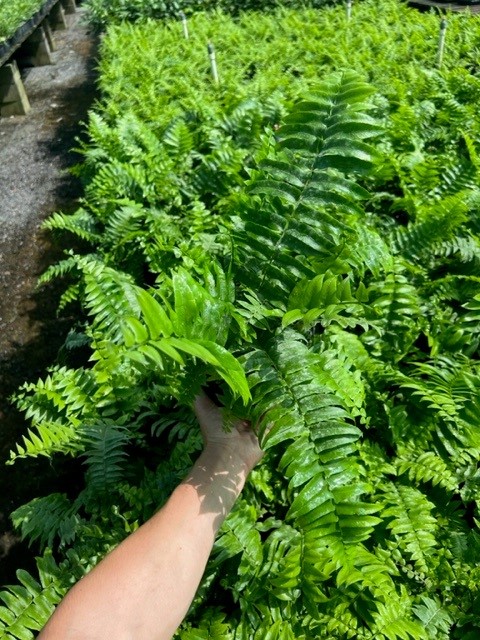 nephrolepis-biserrata-macho-giant-sword-fern-macho-fern