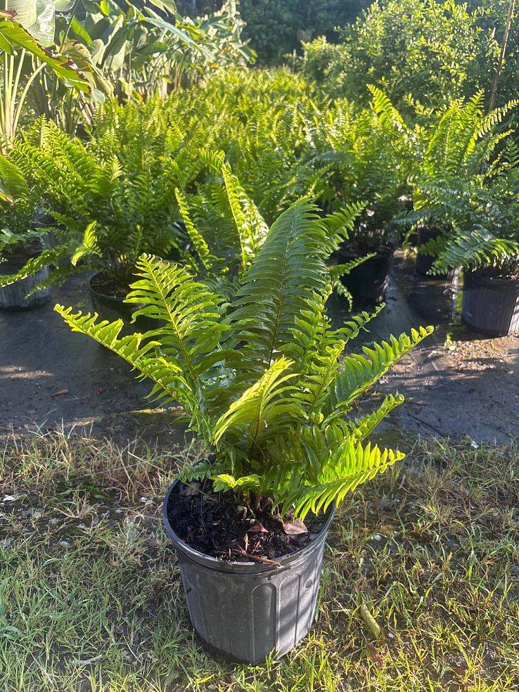 nephrolepis-biserrata-macho-giant-sword-fern-macho-fern
