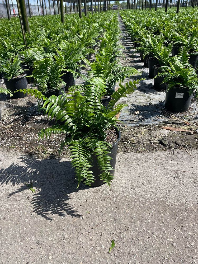 nephrolepis-biserrata-macho-giant-sword-fern-macho-fern