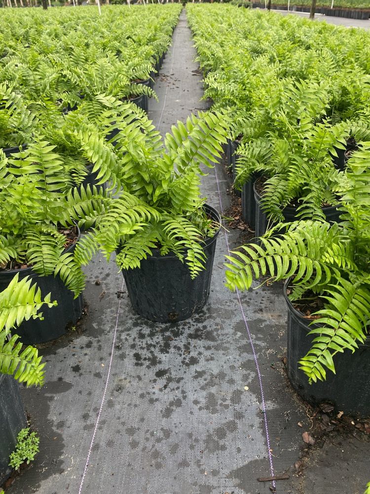 nephrolepis-biserrata-macho-giant-sword-fern-macho-fern
