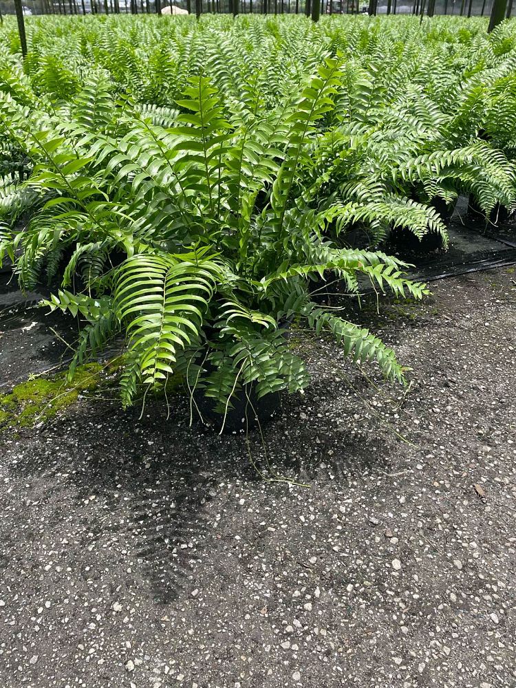 nephrolepis-biserrata-macho-giant-sword-fern-macho-fern