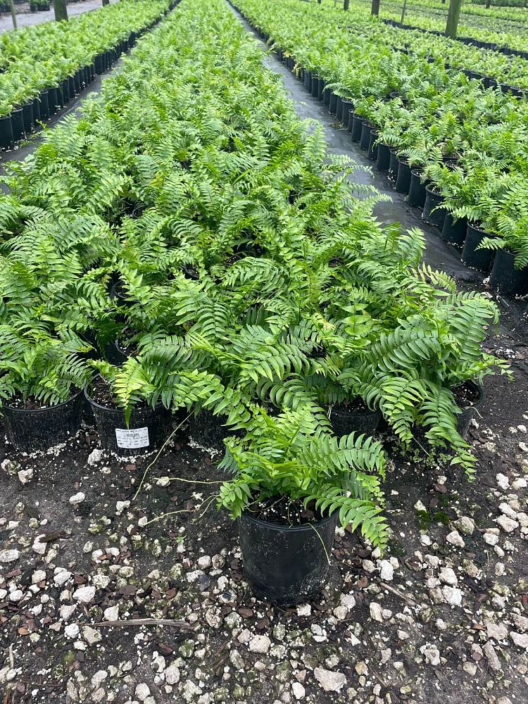 nephrolepis-biserrata-macho-giant-sword-fern-macho-fern