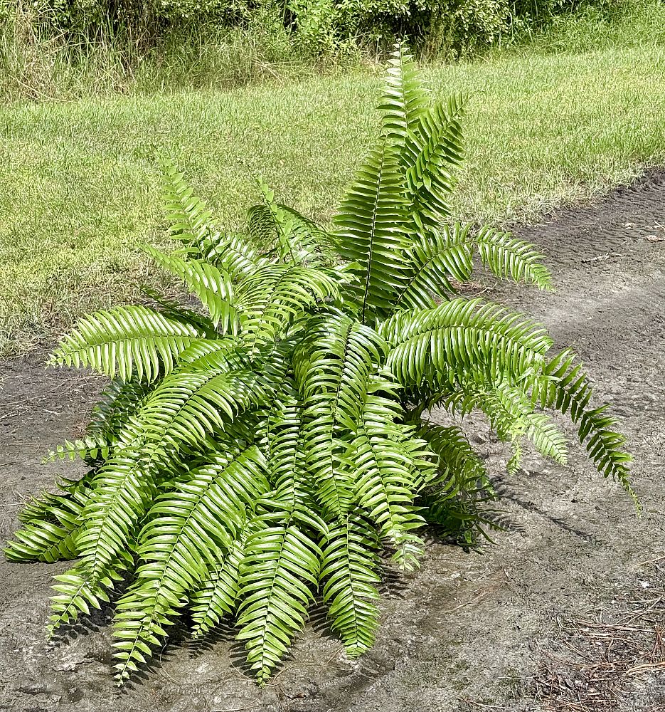 nephrolepis-biserrata-macho-giant-sword-fern-macho-fern