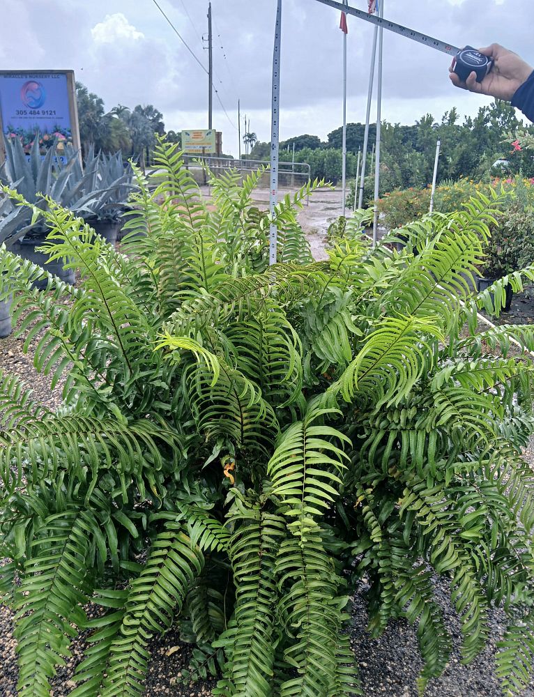 nephrolepis-biserrata-macho-giant-sword-fern-macho-fern