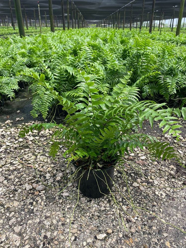 nephrolepis-biserrata-macho-giant-sword-fern-macho-fern