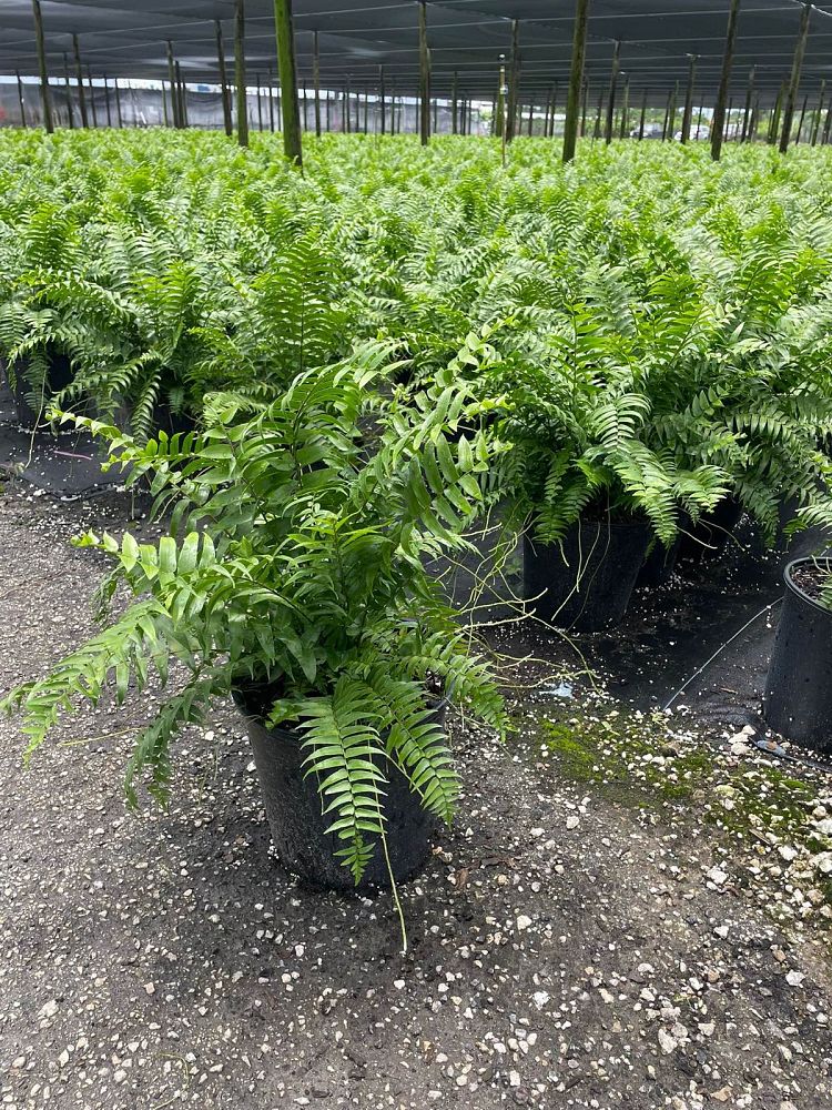 nephrolepis-biserrata-macho-giant-sword-fern-macho-fern