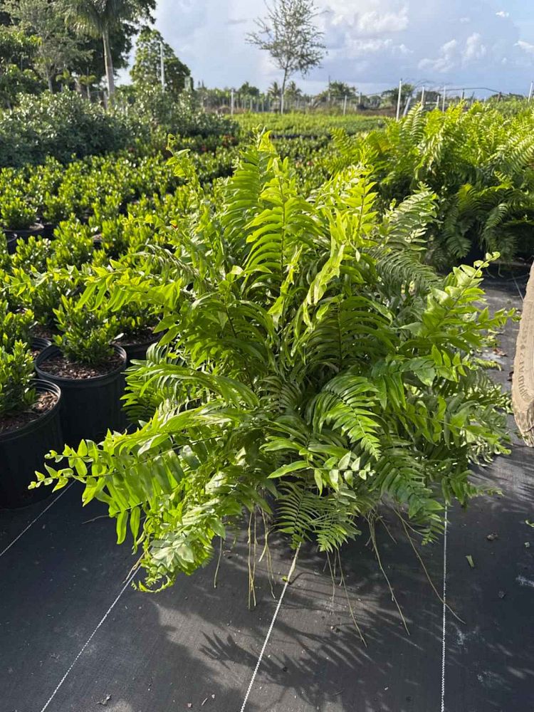 nephrolepis-biserrata-macho-giant-sword-fern-macho-fern