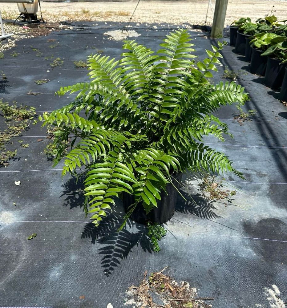 nephrolepis-biserrata-macho-giant-sword-fern-macho-fern
