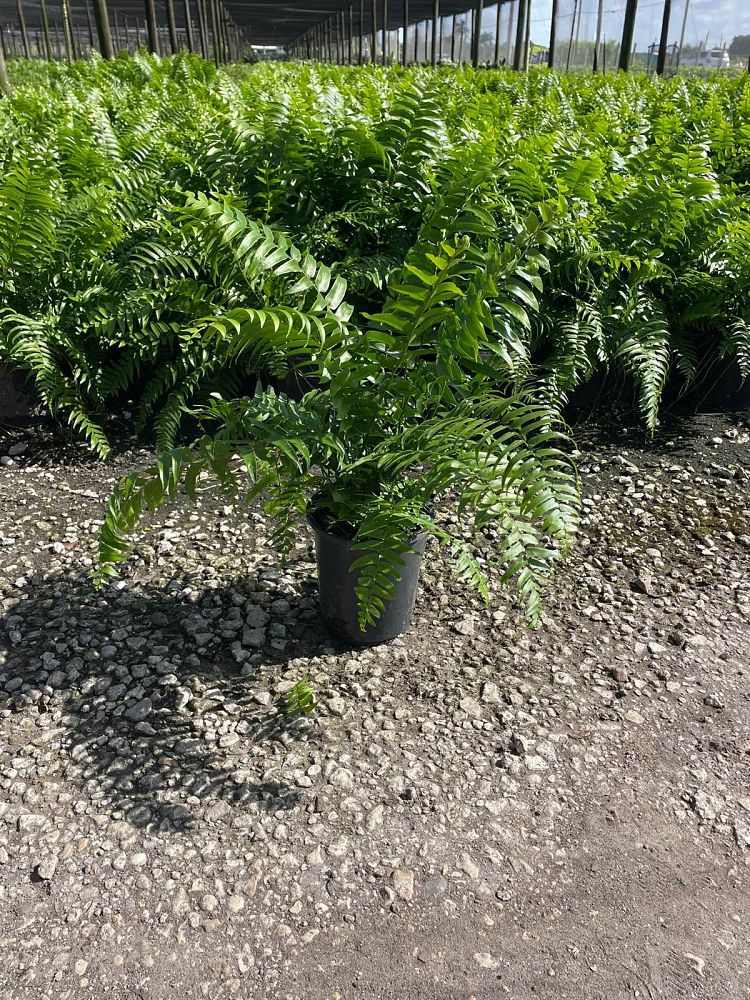 nephrolepis-biserrata-macho-giant-sword-fern-macho-fern