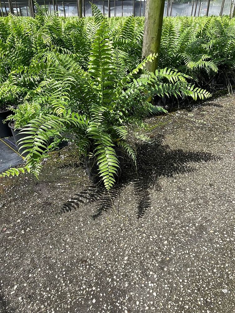 nephrolepis-biserrata-macho-giant-sword-fern-macho-fern