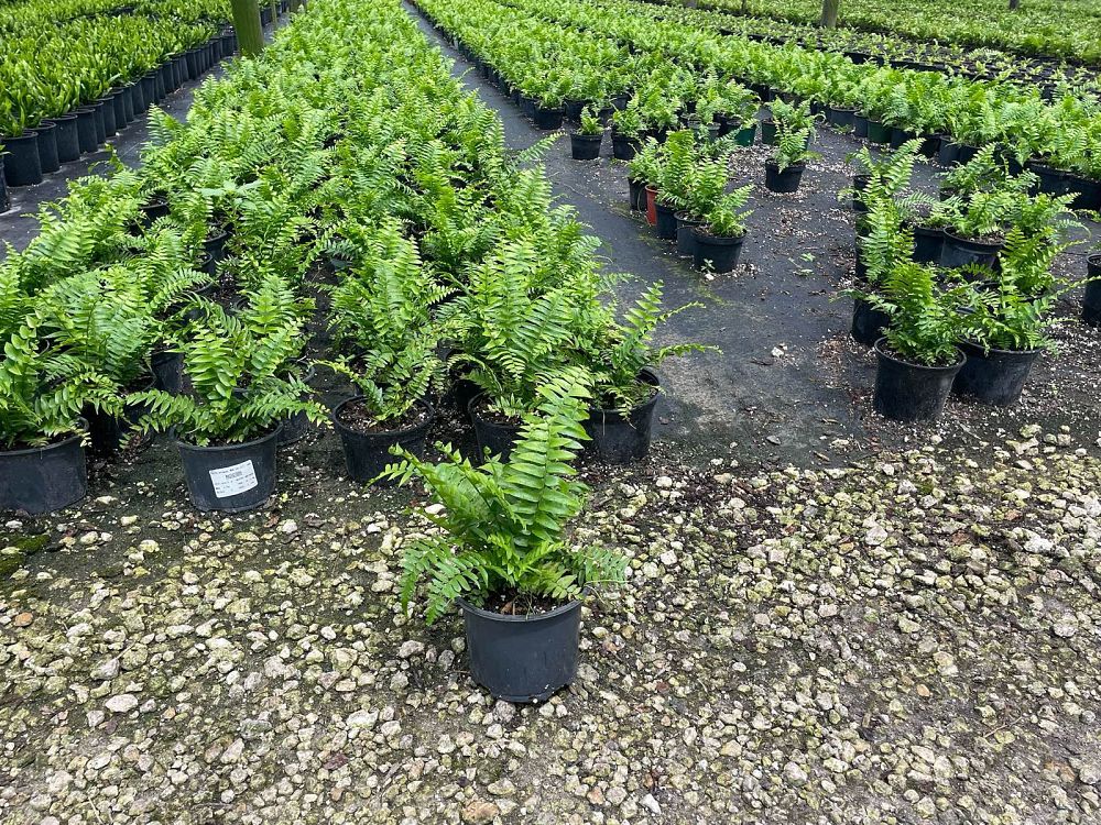 nephrolepis-biserrata-macho-giant-sword-fern-macho-fern