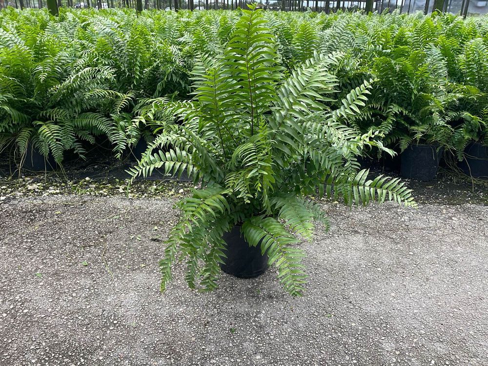 nephrolepis-biserrata-macho-giant-sword-fern-macho-fern