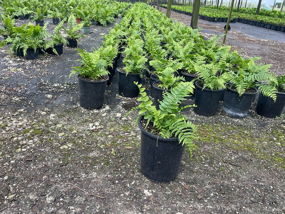 nephrolepis-biserrata-macho-giant-sword-fern-macho-fern