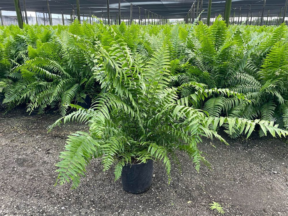 nephrolepis-biserrata-macho-giant-sword-fern-macho-fern