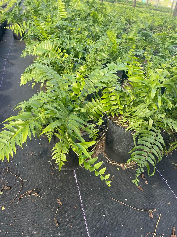 nephrolepis-biserrata-macho-giant-sword-fern-macho-fern