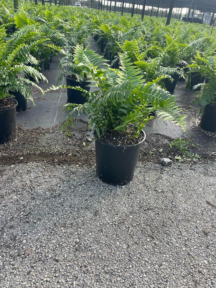 nephrolepis-biserrata-macho-giant-sword-fern-macho-fern