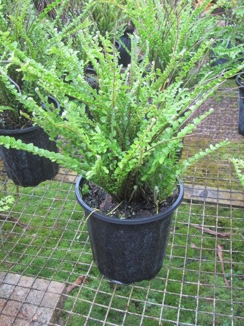 nephrolepis-cordifolia-duffii-swordfern-lemon-button-fern