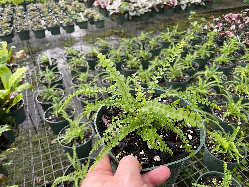 nephrolepis-cordifolia-duffii-swordfern-lemon-button-fern