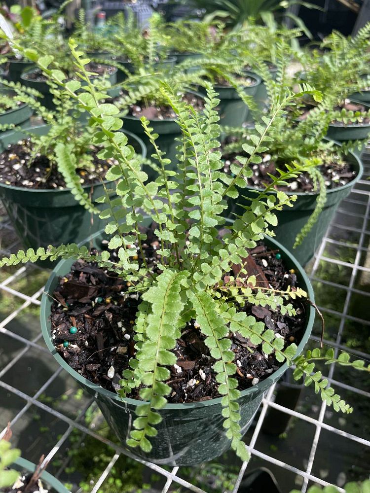nephrolepis-cordifolia-duffii-swordfern-lemon-button-fern