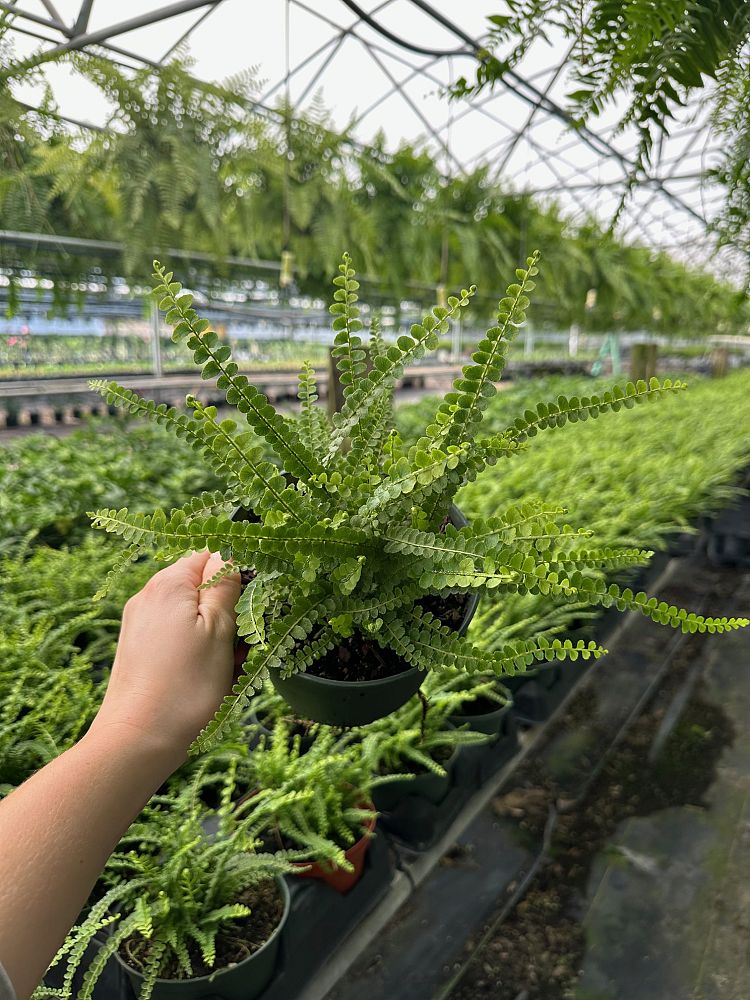 nephrolepis-cordifolia-duffii-swordfern-lemon-button-fern