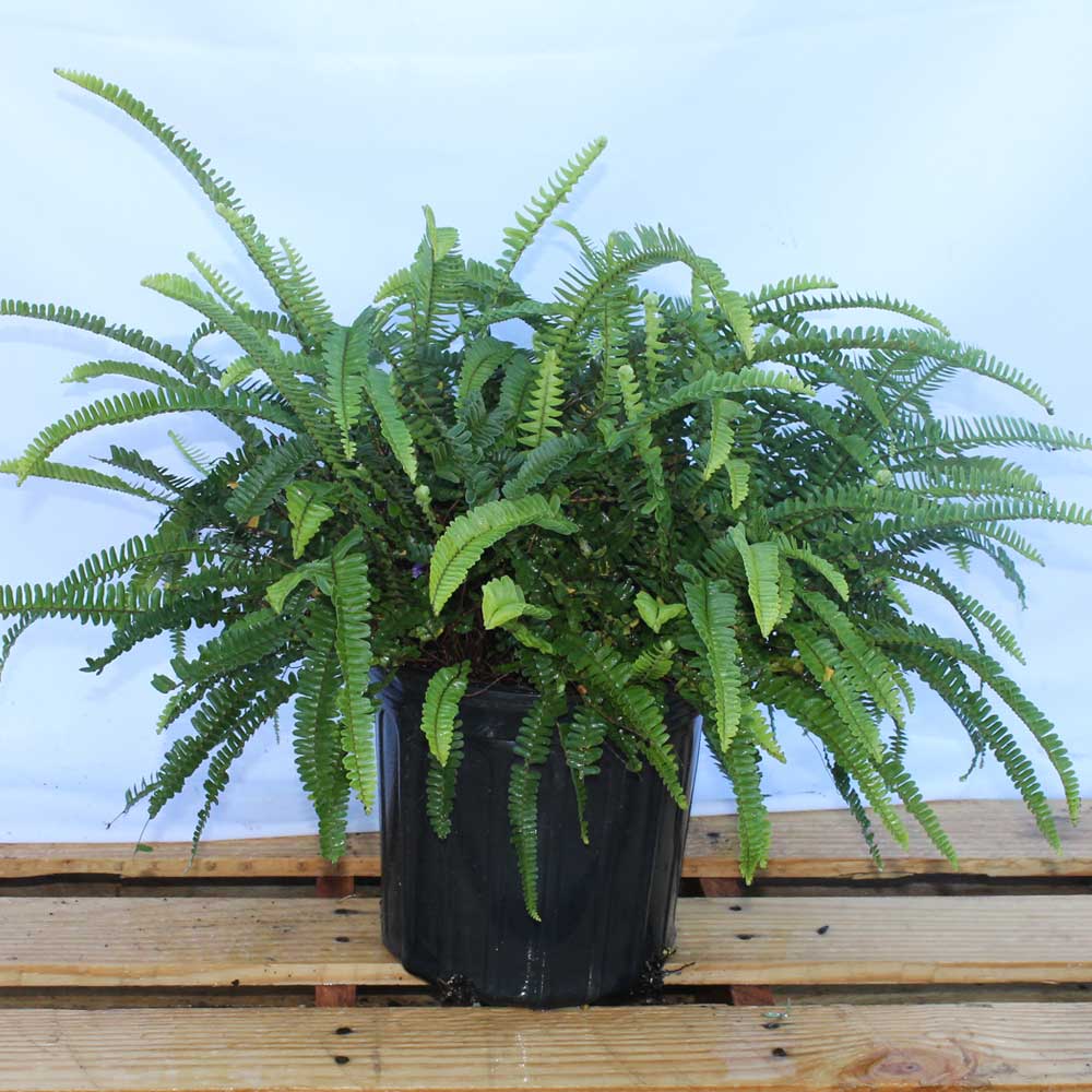 nephrolepis-cordifolia-emerald-queen-swordfern