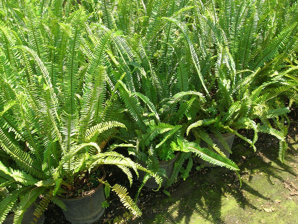 nephrolepis-cordifolia-emerald-queen-swordfern
