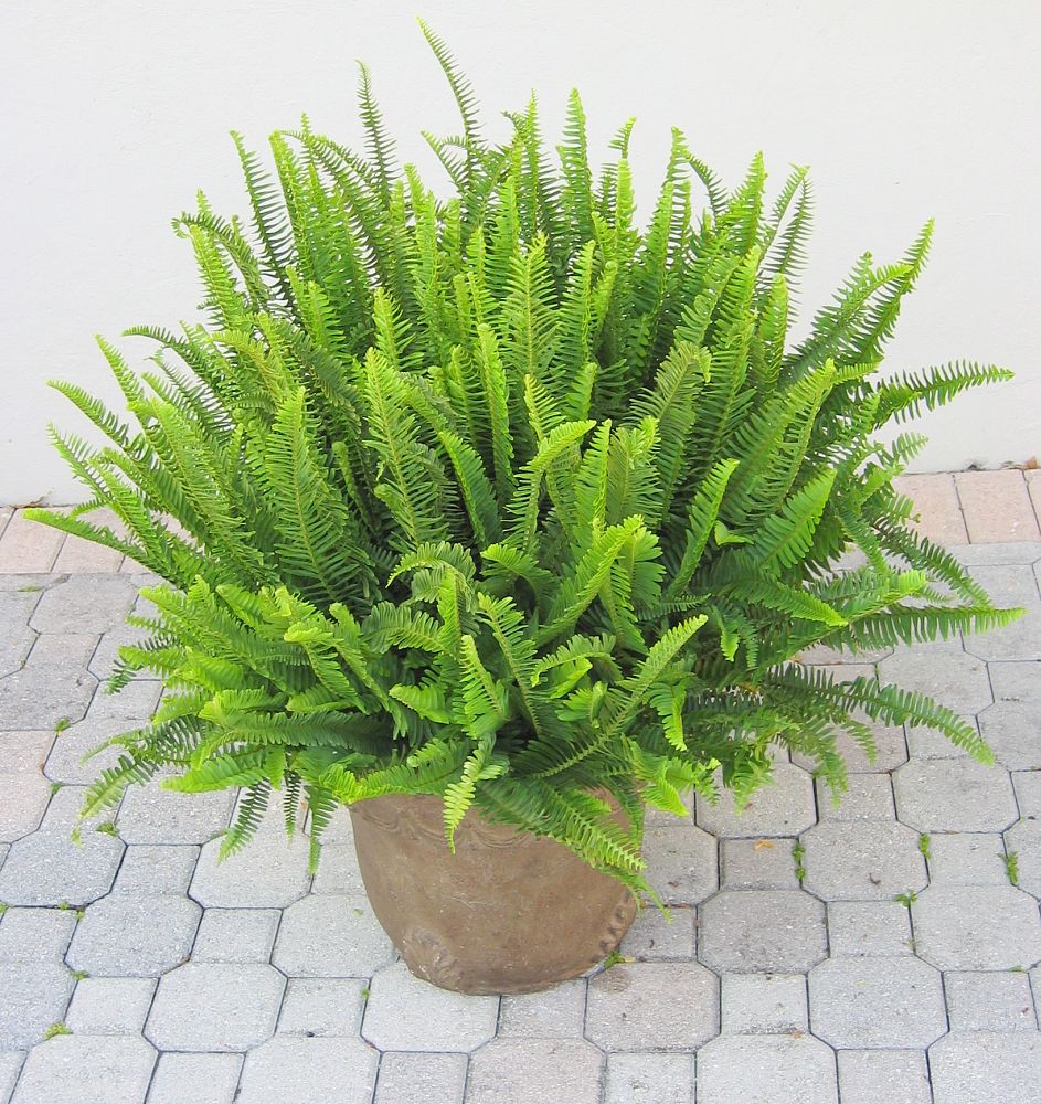 nephrolepis-cordifolia-emerald-queen-swordfern