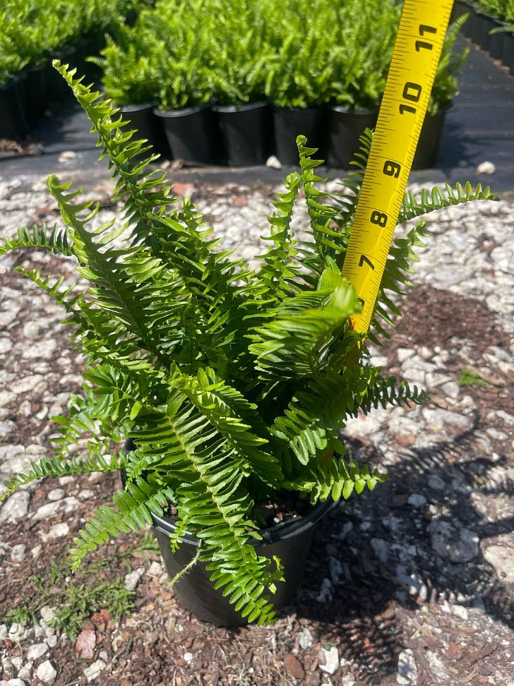 nephrolepis-cordifolia-emerald-queen-swordfern