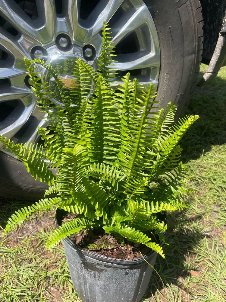 nephrolepis-cordifolia-emerald-queen-swordfern