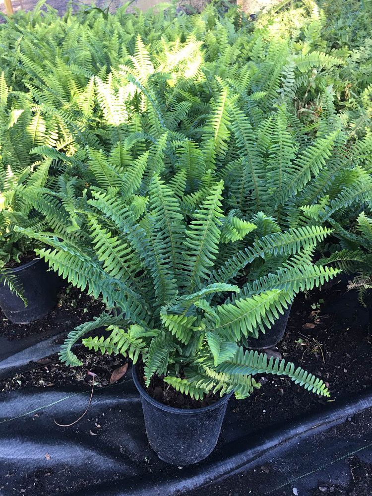 nephrolepis-exaltata-boston-fern