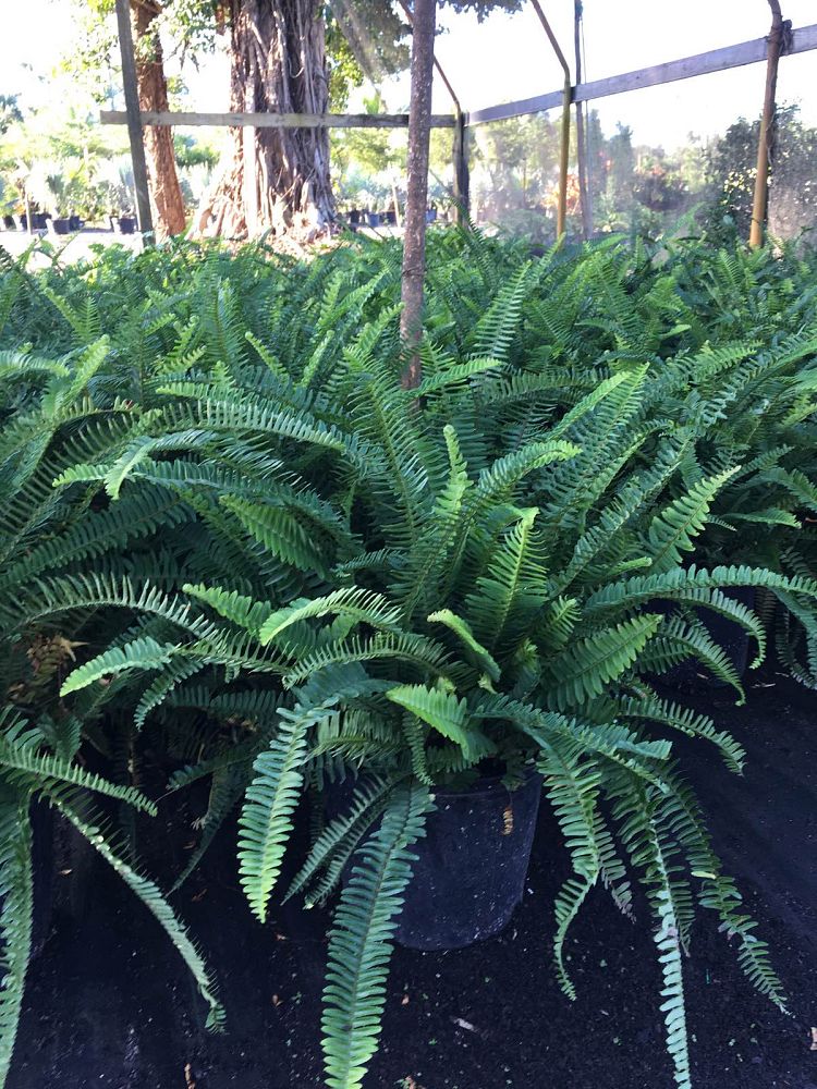 nephrolepis-exaltata-boston-fern