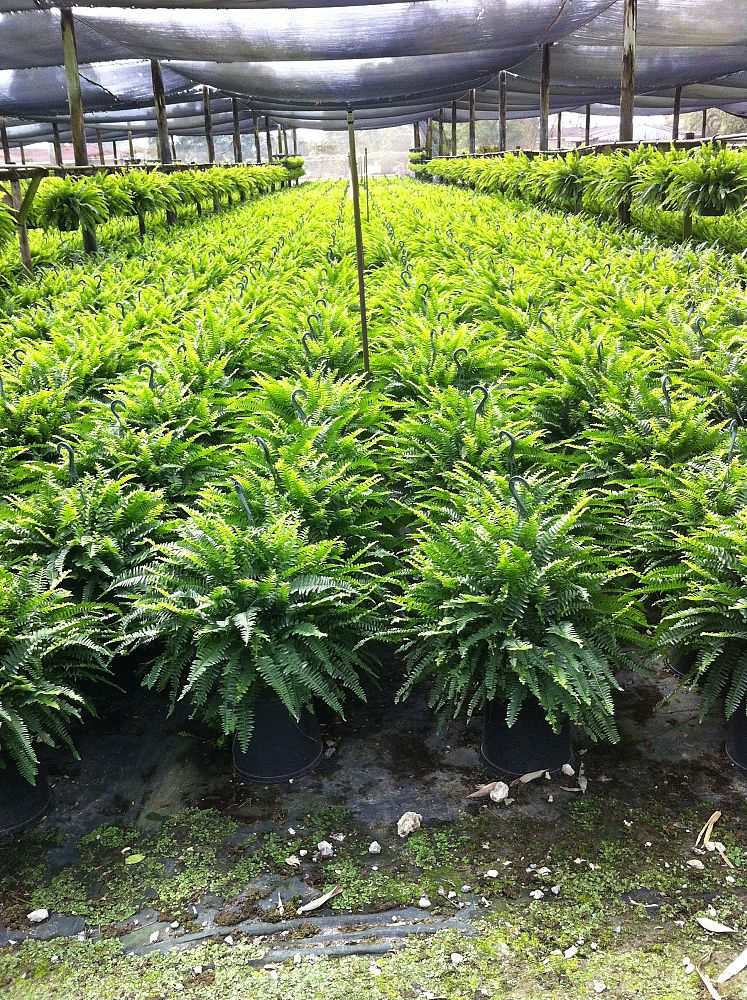 nephrolepis-exaltata-boston-fern