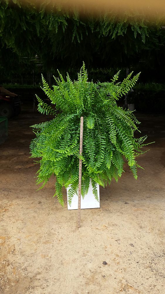 nephrolepis-exaltata-boston-fern