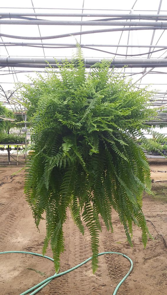 nephrolepis-exaltata-boston-fern