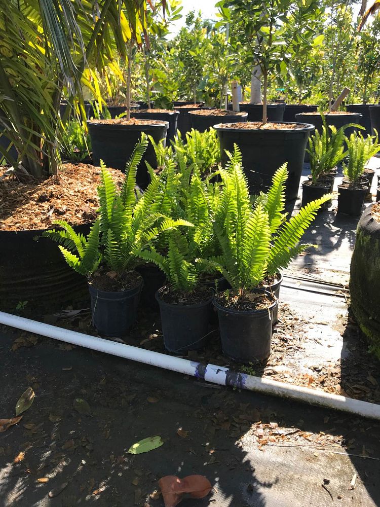 nephrolepis-exaltata-boston-fern