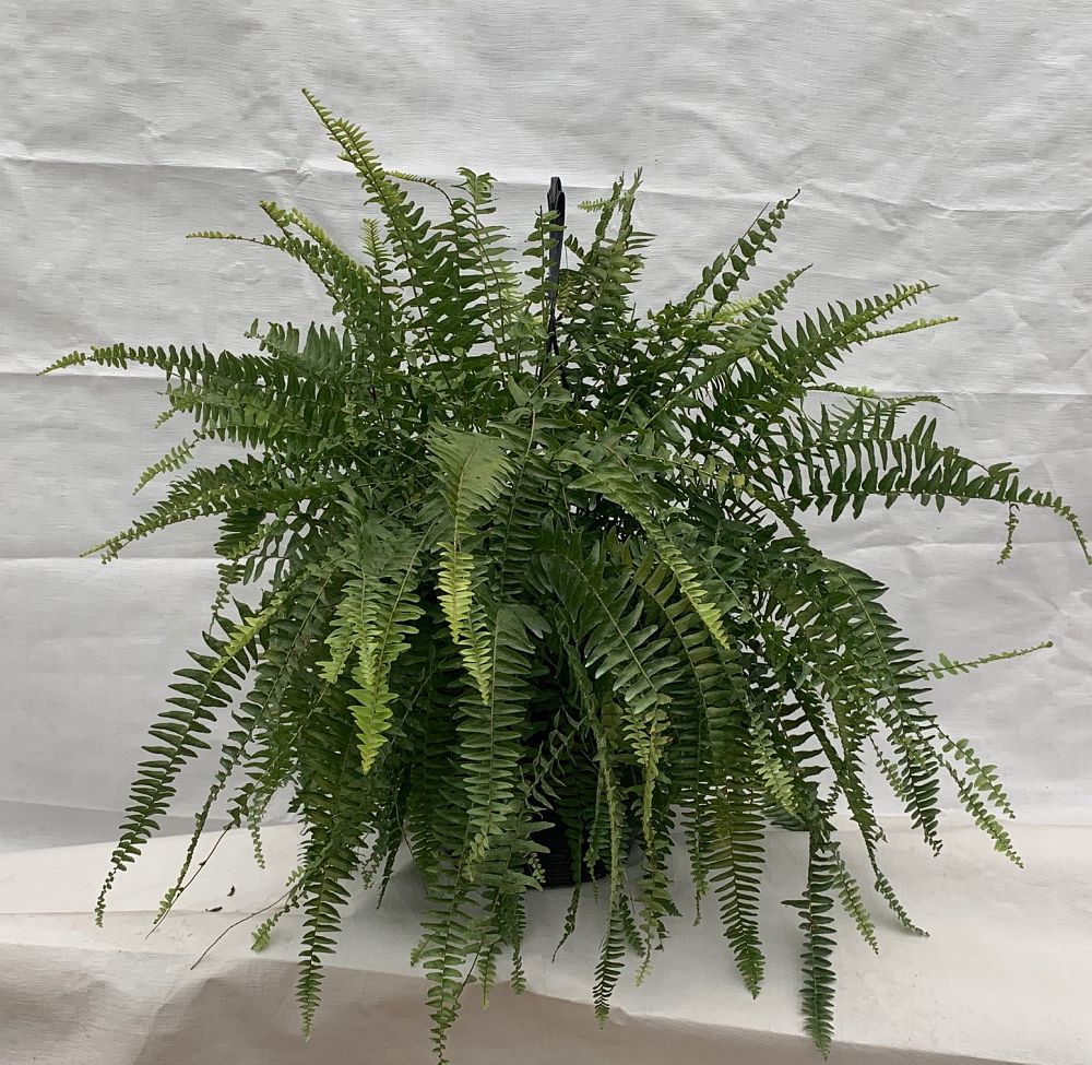 nephrolepis-exaltata-boston-fern