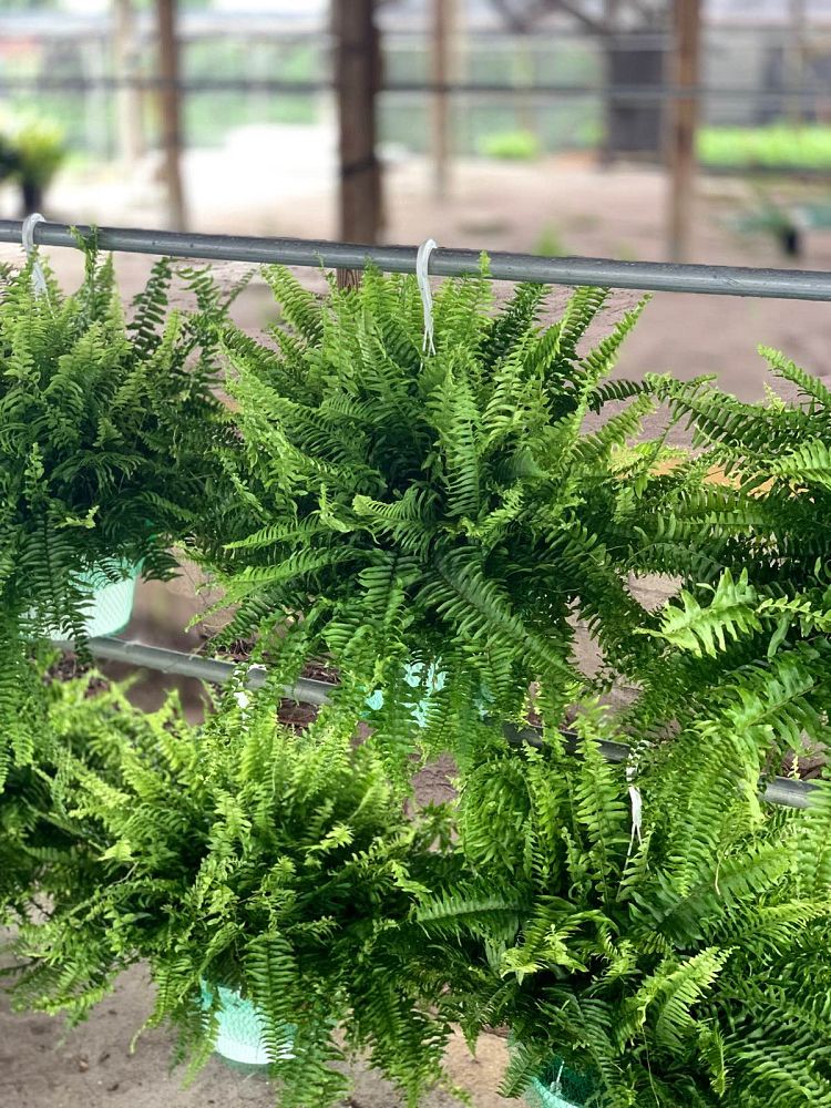 nephrolepis-exaltata-boston-fern
