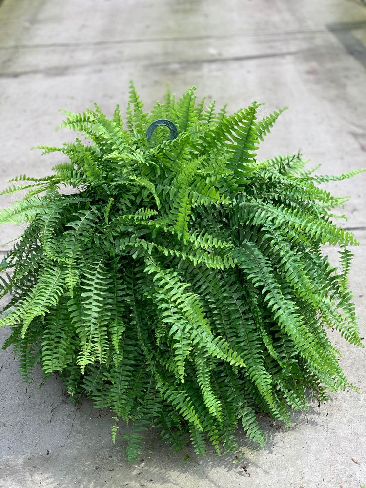 nephrolepis-exaltata-boston-fern