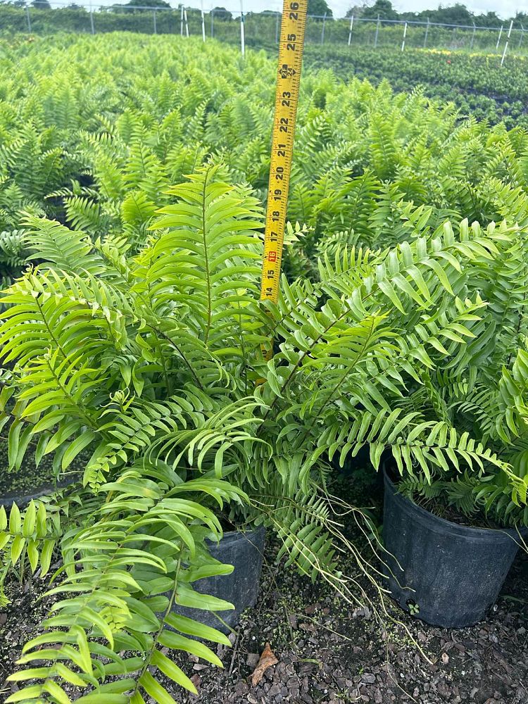 nephrolepis-exaltata-boston-fern