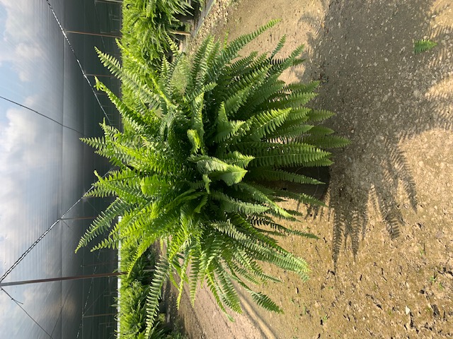 nephrolepis-exaltata-boston-fern