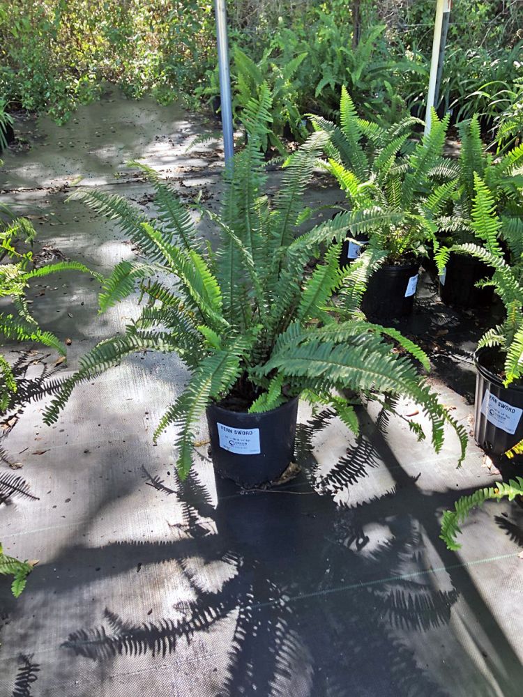 nephrolepis-exaltata-boston-fern