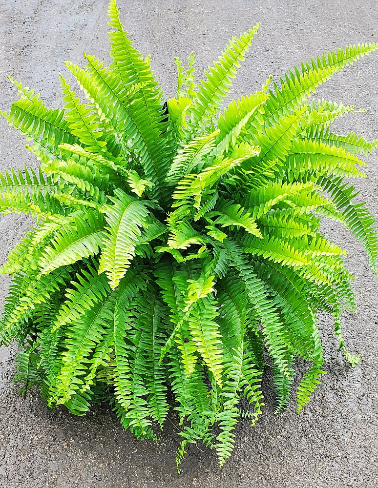 nephrolepis-exaltata-boston-fern