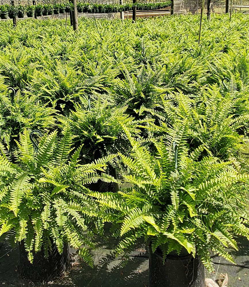 nephrolepis-exaltata-boston-fern
