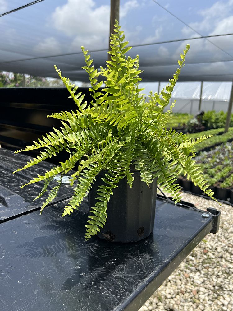 nephrolepis-exaltata-boston-fern