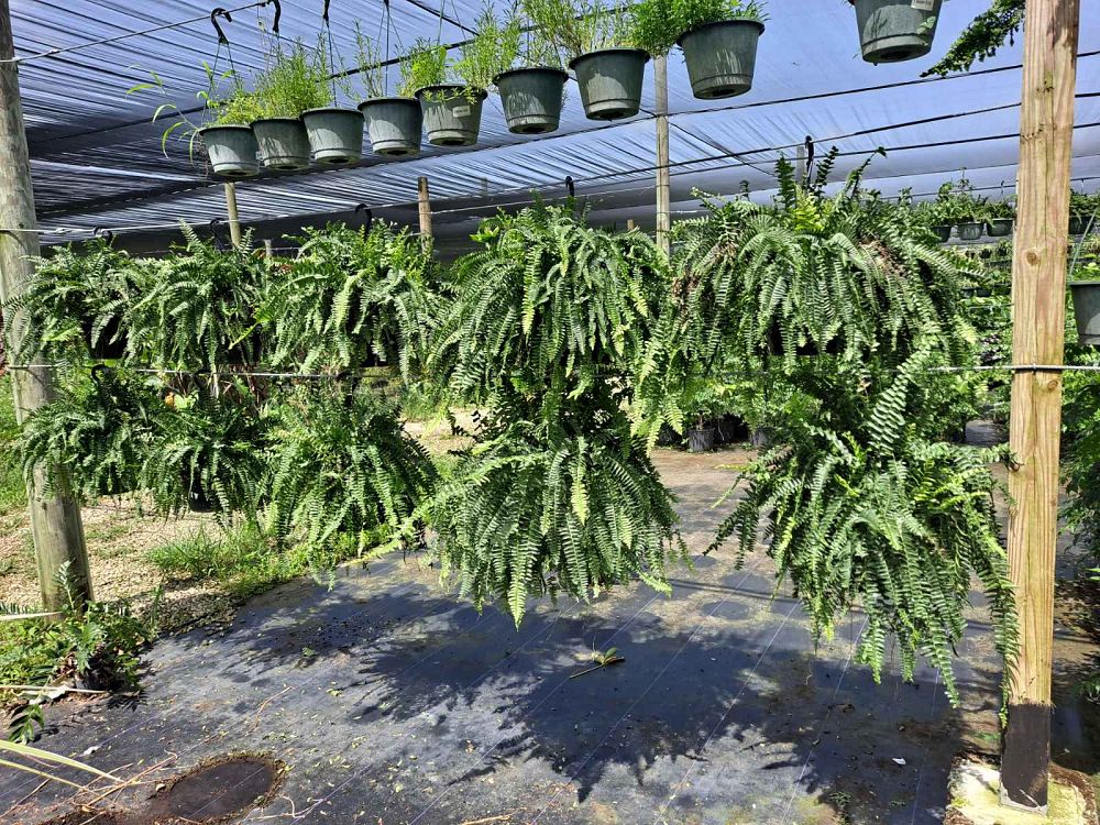 nephrolepis-exaltata-boston-fern