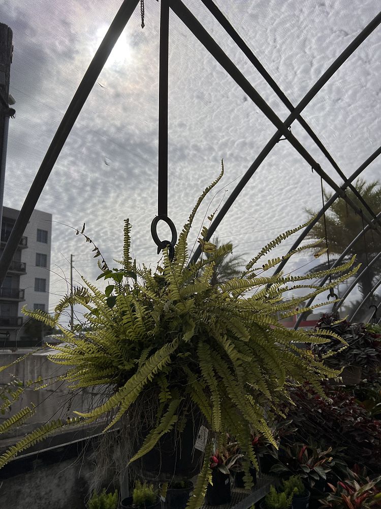 nephrolepis-exaltata-boston-fern