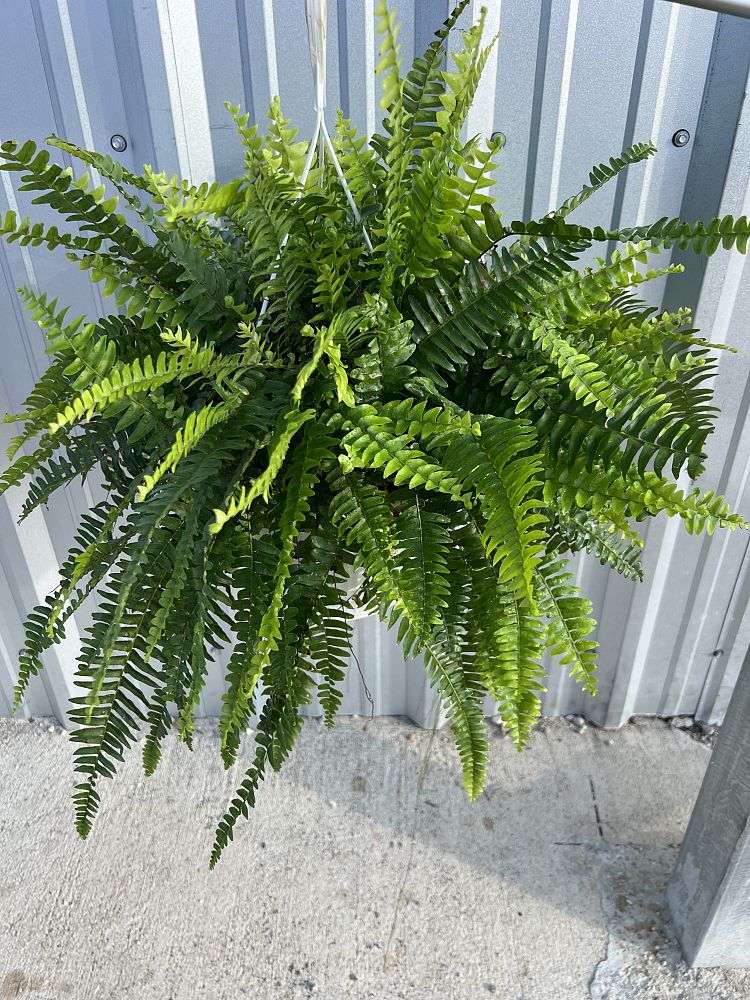 nephrolepis-exaltata-boston-fern